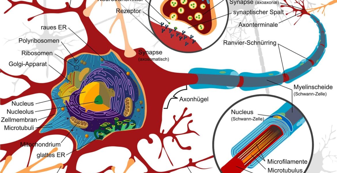 nervni sistem